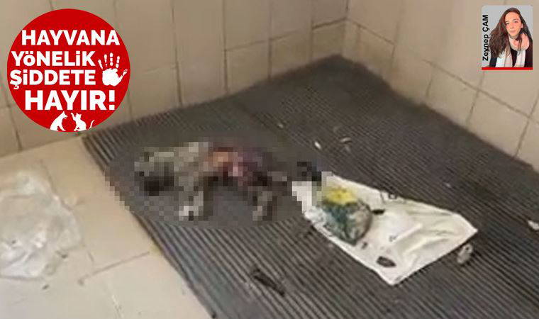 Denizli, Sarayköy'de hayvan vahşeti: Hayvanlar çürümeye terk edilmiş