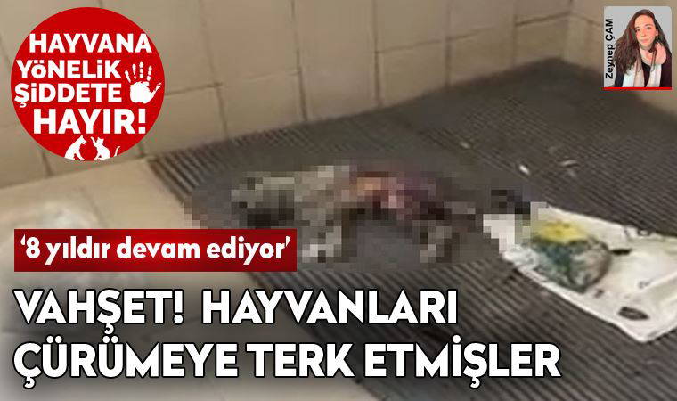 Denizli, Sarayköy'de hayvan vahşeti: Hayvanlar çürümeye terk edilmiş
