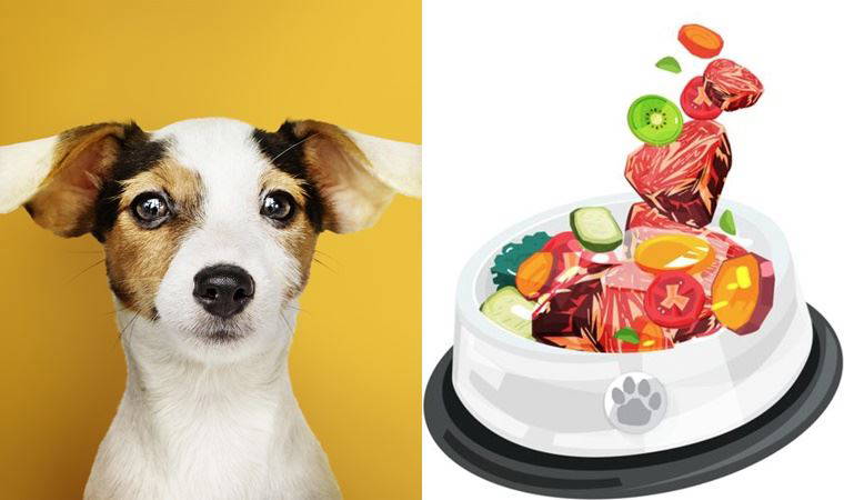 Barf beslenme nedir?