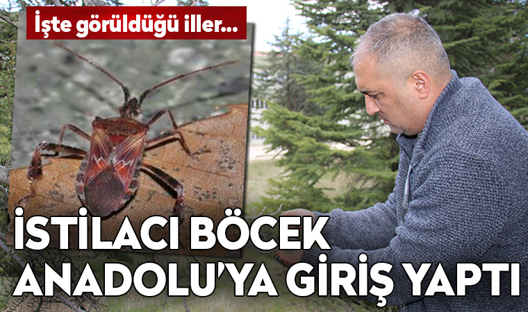 Kuzey Amerika kökenli istilacı böcek, Doğu Anadolu'ya kadar geldi