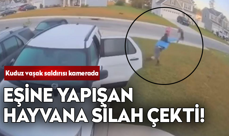 Kuduz vaşak saldırısı kamerada! Eşine yapışan hayvana silah çekti