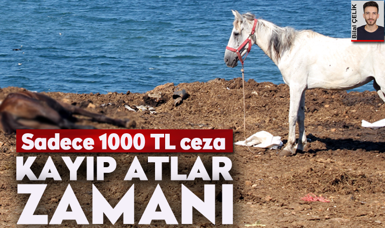 Kaybolan atlar için sadece bin TL ceza