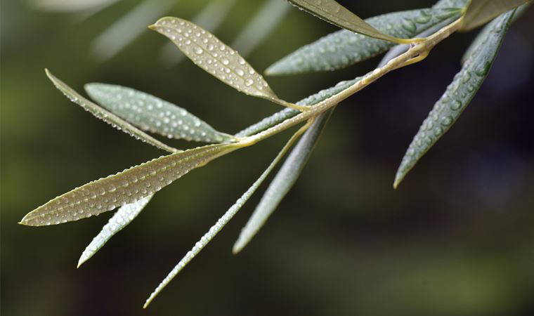 Uzmanı uyardı: Zeytin yaprağı çayı tüketirken dikkat!