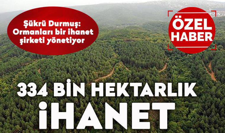 334 bin hektarlık talan: 