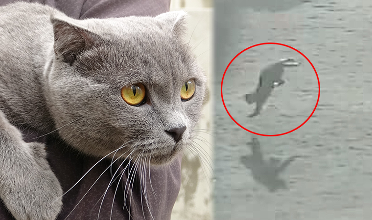 Sevimli kedi 4. kattan dört ayak üstüne düştü