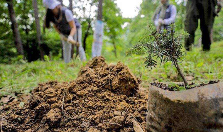 2 ağaç kesene 200 fidan dikme cezası