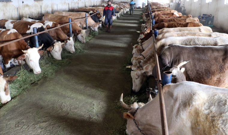 Hayvanları da etkiledi: Covid-19 bulaşan buzağılar öldü