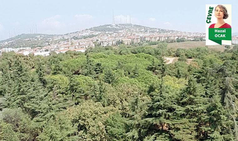 Validebağ Korusu’na Millet Bahçesi Projesi! Dikkat çeken rapor