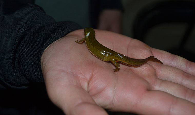 Balık sandığı canlı nesli tükenmekte olan 'semender' çıktı