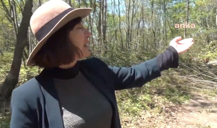 Fatsa'da ağaç kıyımı devam ediyor! Ağaç sayısı 300'ü buldu