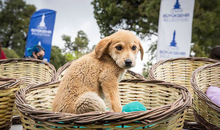 Sokak hayvanlarına sıcak yuva,  üreticiye destek