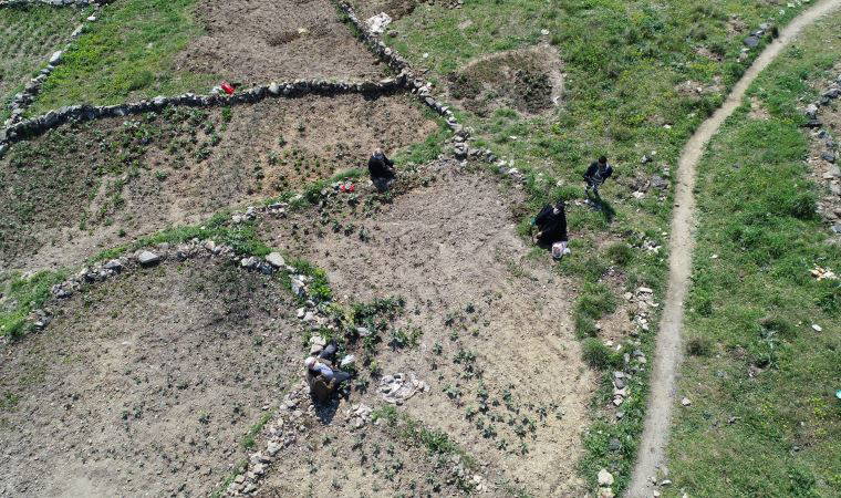 İstanbul'da sanayi sitesi ve binalar arasında 'köy hayatı'