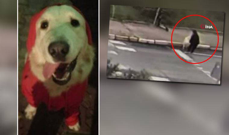 Avcılar’da, bir kadın tasmasından sürükleyerek köpek çaldı