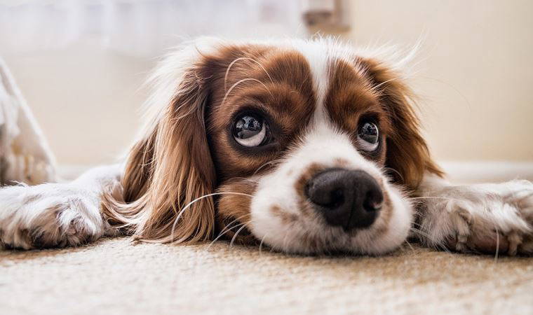 Araştırmacılardan yeni formül: Köpekler insan yılıyla gerçekten kaç yaşında?