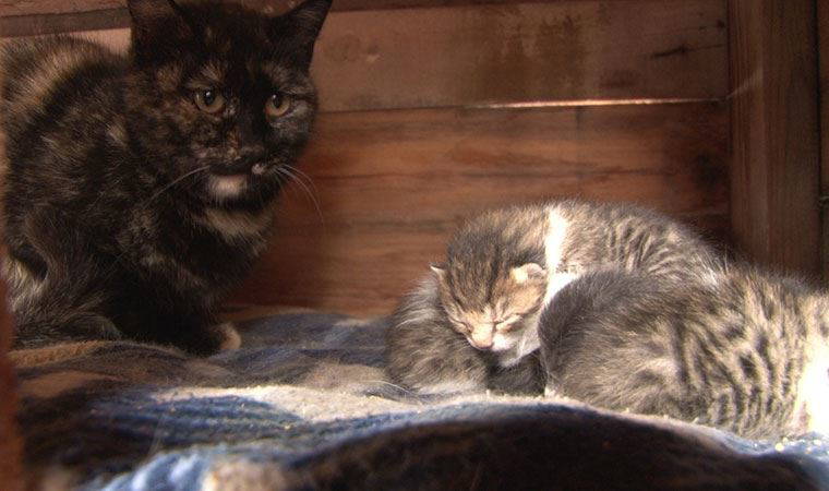 Üç yavru kediye süt annelik yapıyor