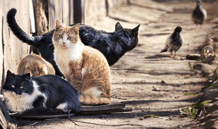 Marmaris'te kedilere zarar veren jiletli tel kullanımı yasaklandı
