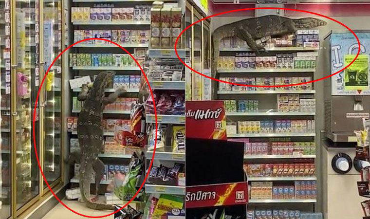 Tayland'da komodo ejderi bir süpermarkete daldı