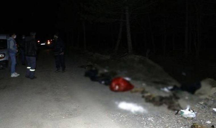 Damar yolu açılmış 30'un üzerinde ölü köpek bulundu