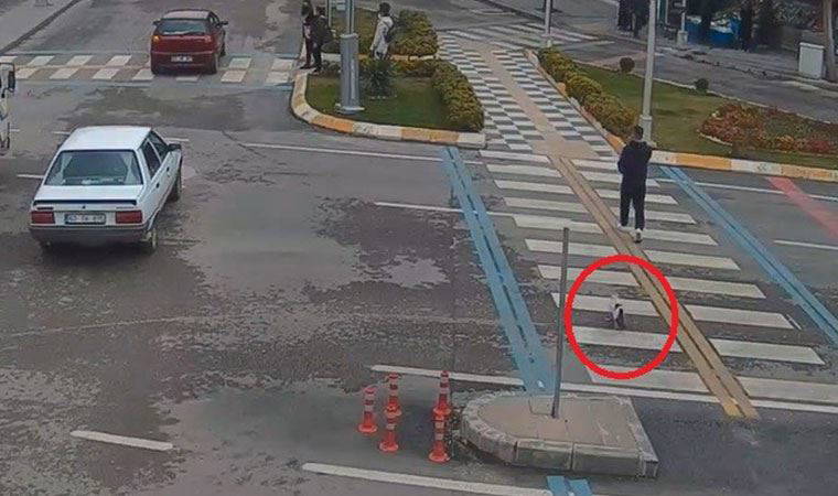 Yaya geçidini kullanan kedi MOBESE kameralarına yansıdı