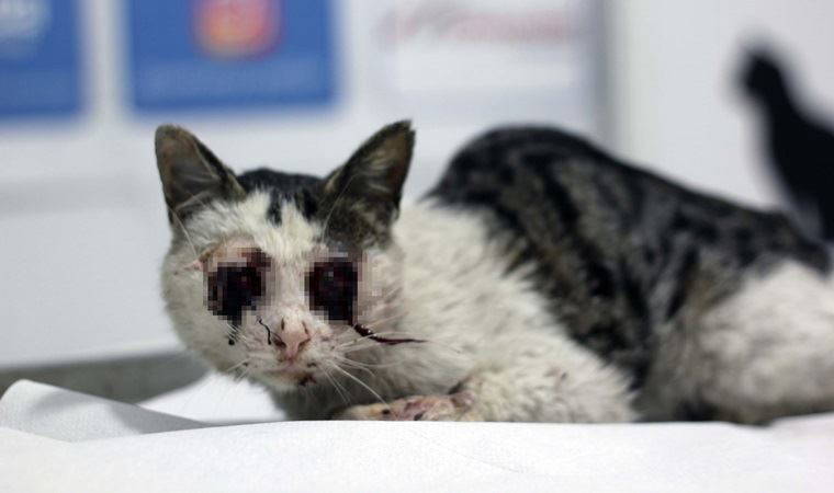 Sokak kedisinin gözlerini oymuşlar