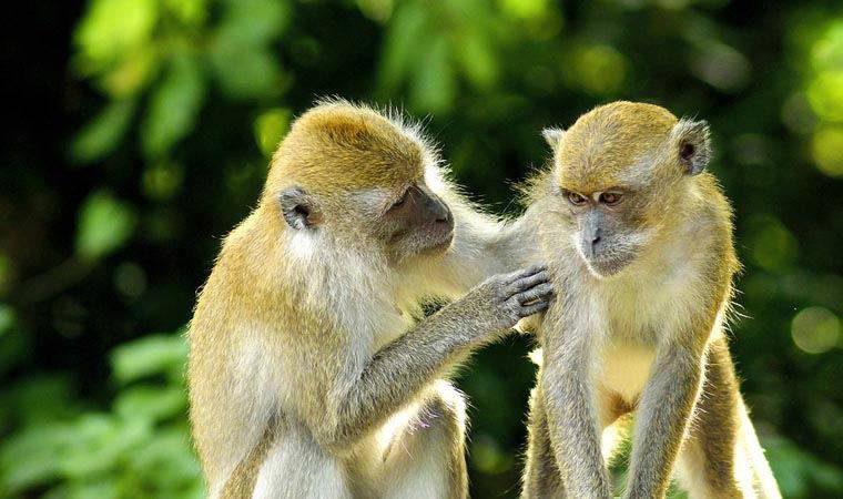 Hasta maymunların sosyal mesafeye uyduğu ortaya çıktı