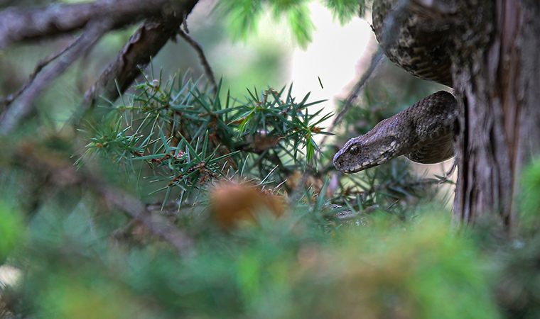 Türkiye'nin en zehirli türlerinden bir tanesi: Koca engerek