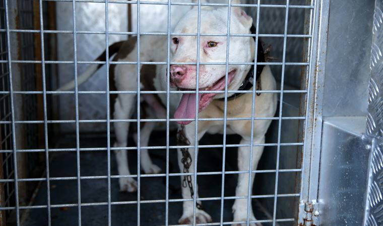 Sivas'ta pitbull cinsi köpek besleyen kişiye para cezası
