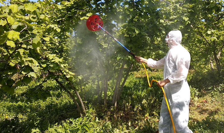 Fındık üreticilerine, hastalık ve zararlılarla mücadele için ilaçlama uyarısı