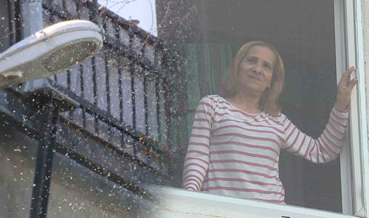 Havalar ısındı, Büyükçekmece'yi 'kronomid' sardı