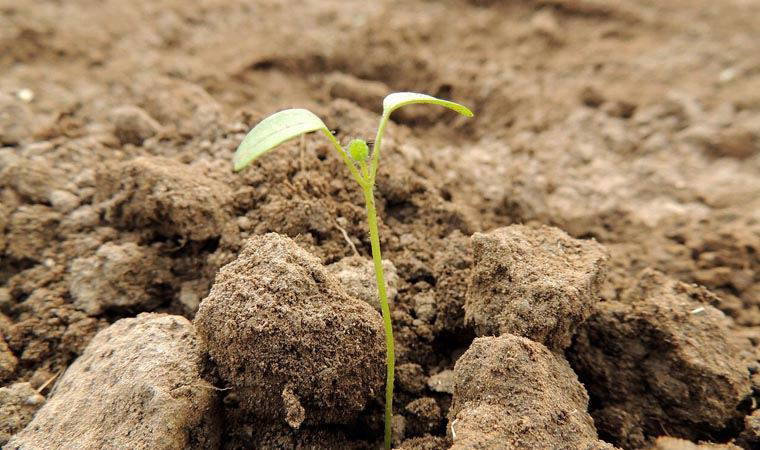 Dünyanın en uzun soluklu deneylerinden biri sonuç verdi: 142 yaşındaki tohum filizlendi