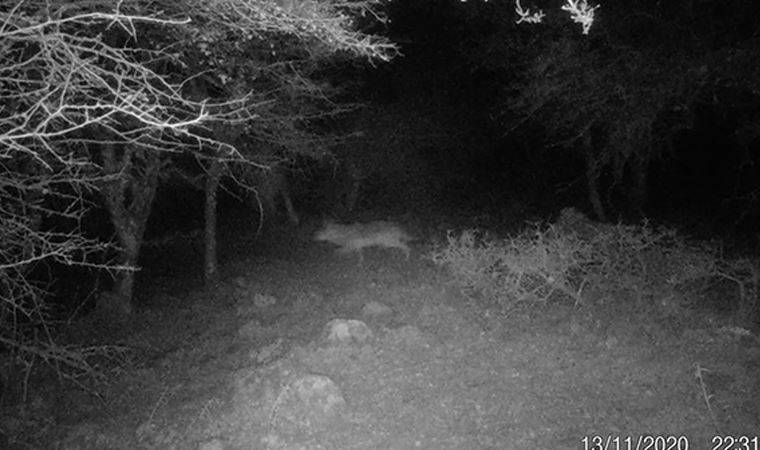 İzmir’de uzun yıllar sonra ilk kez kurt görüntülendi