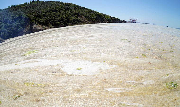 Marmara Denizi'ndeki salya, su altını da sardı