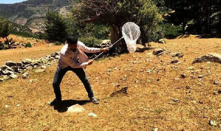 Gaziantep'te çekirge istilasına karşı mücadele