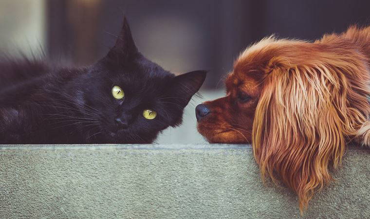 İnsanlar ofislere dönmeye başladıkça hayvanlarda 'ayrılık anksiyetesi' riski artıyor