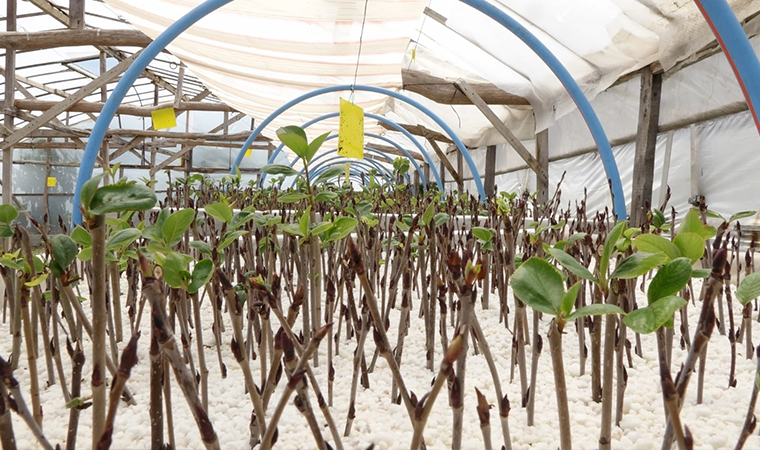 KİLOSU 50 LİRADAN SATILDI