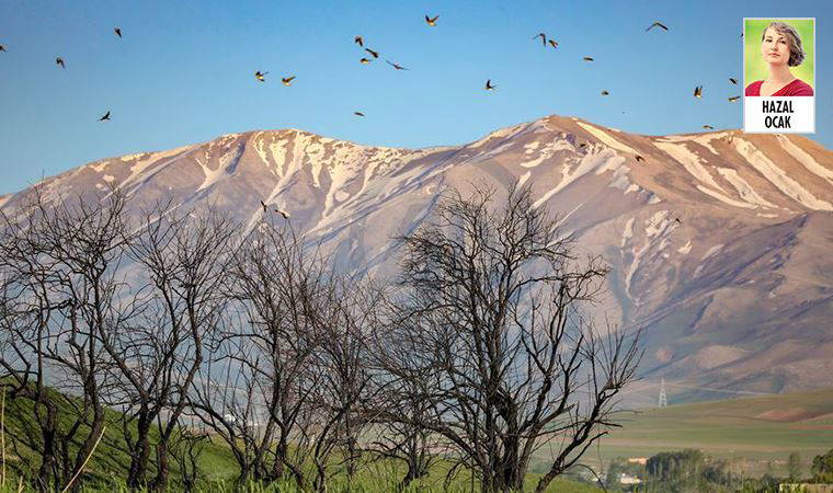 Türkiye’de yüzlerce bitki ve hayvan türü tehdit altında