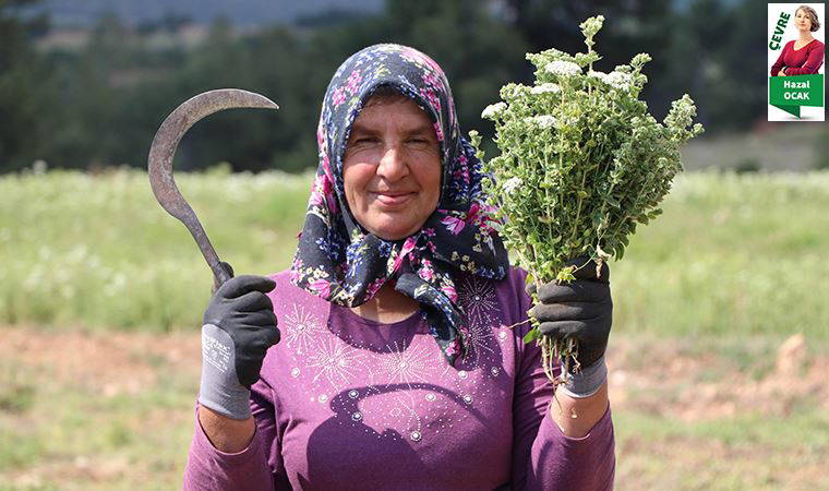 Kekik tarlalarına dinamit
