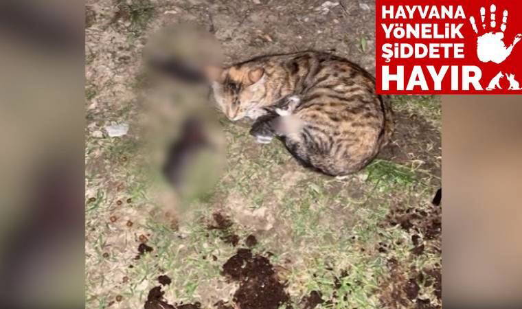 Üç yavru kediyi kürekle öldüren adam serbest bırakıldı