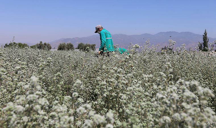 Efeler'de kamu arazilerinde tarıma: Kekik hasadı başlıyor