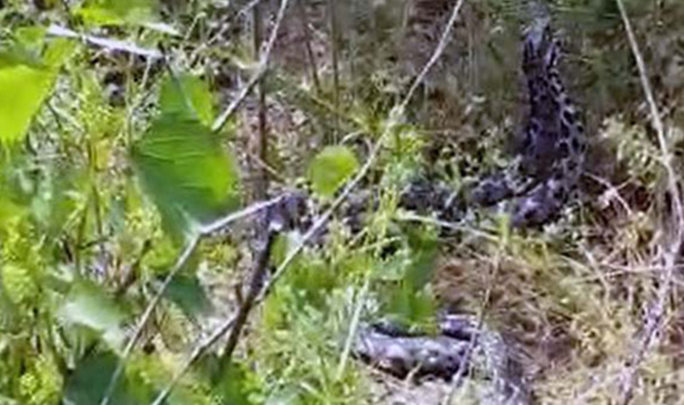 Yılanların çiftleşme dansı kamerada