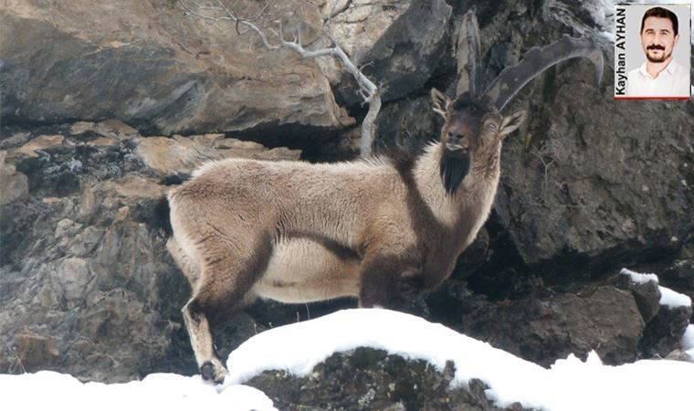 12 ilde hayvan katliamı ihalesi