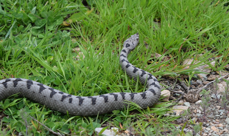 Nesli tehlike altında, Sivas’ta görüldü