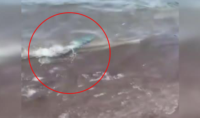 Balon balığı Alanya ve Kemer'den sonra şimdi de Adrasan Sahili'nde görüldü