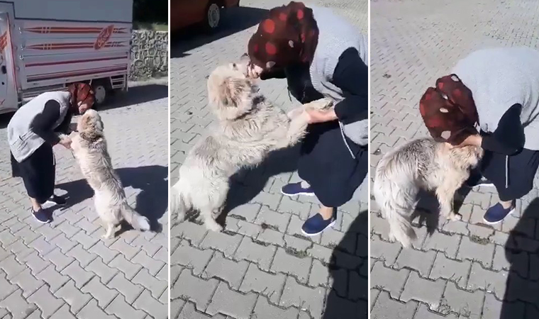 Şerife teyzenin Kibar ismini verdiği köpeğiyle buluşma anı