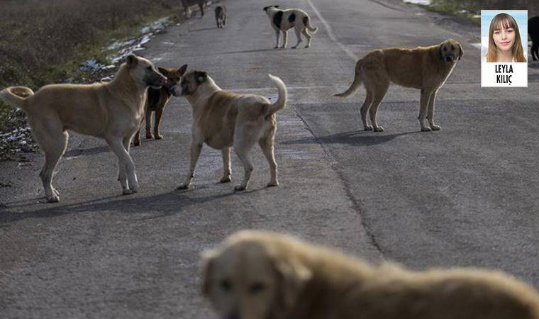 Sokak hayvanları kapanma sürecinde ölümle burun buruna geldi