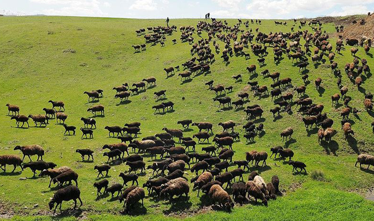 Balıkesir'de köy merası maden şirketine verildi