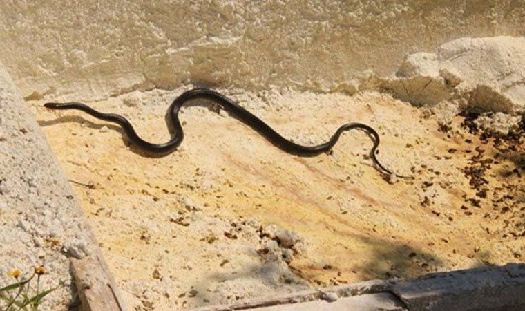 Kuşadası'nda 3 metre uzunluğunda siyah yılanlar görülüyor