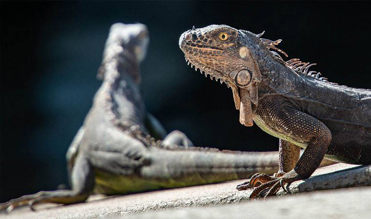 Florida'da kedi ve köpeklerden sonra sürüngenlere de mikroçip zorunluluğu getirildi