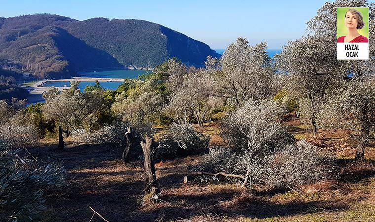 Hattat’tan termik santrale karşı çıkan belediye başkanına 1 milyon TL’lik dava açıldı