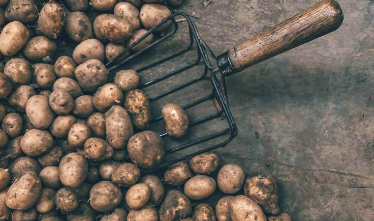 Patatesin yolu: Latin Amerika’dan çıkıp tüm dünyaya ulaştı